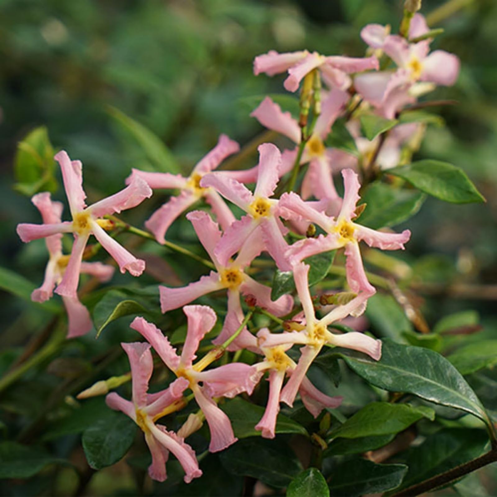 Amazon.com : 200+ Mixed Star Jasmine Flower Seeds for
